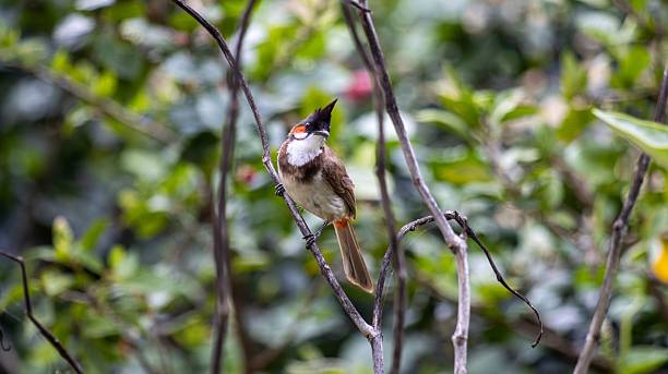 istock Red-whiskered bulbul on a branch 2217225898
