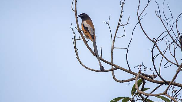 Rufous Treepie on a Branch