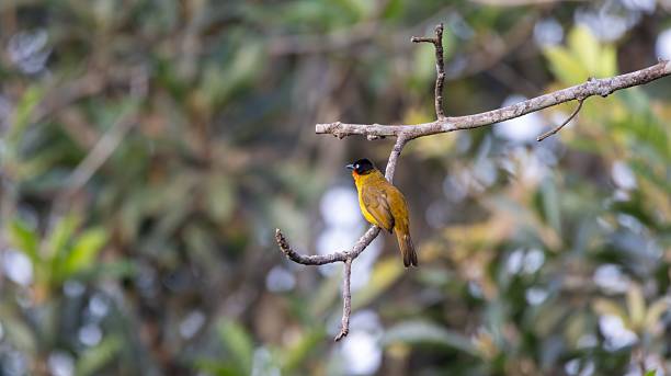 istock Orange and black bird on a branch. 2217225994
