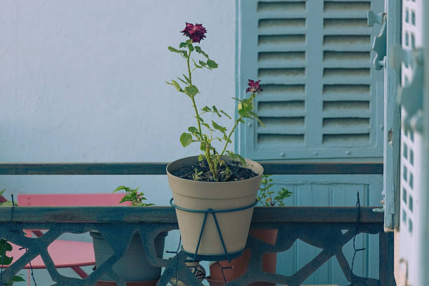 Decorative potted red rose on the french balcony
