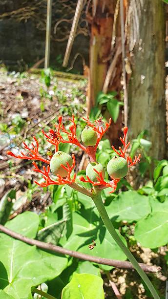 istock (Jatropha podagrica) with bright red stems and green fruit 2217226247