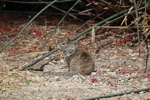 istock Squirrel amidst twigs and berries 2217226587