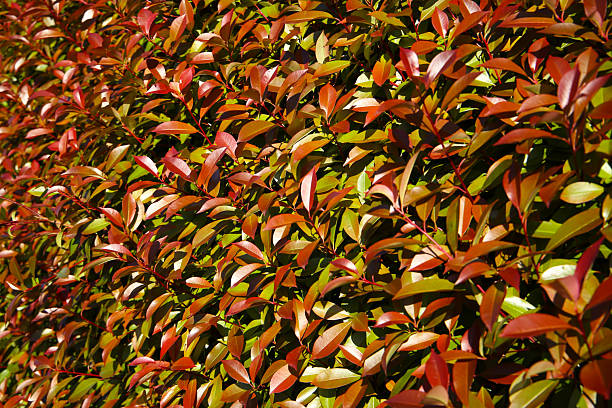 istock Red Tip Photinia tree, red leaves 2217227089
