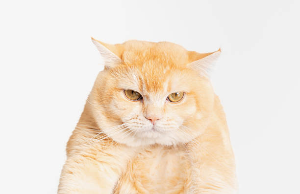 istock Cat Scottish fold breed and looking over on white background. 2217227252