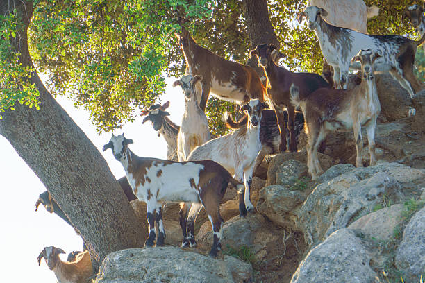 Group of goats standing and resting on rocks under the shade of a tree during a sunny day