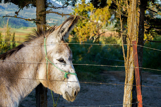 Portrait of cute baby shaggy Donkey standing on green pasture and looking at camera through metal wire fence