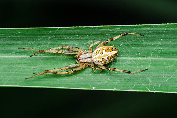 istock Spider walking on green leaf in natural habitat 2217228707