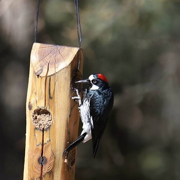 istock Acorn Woodpecker (female) (melanerpes formicivorus) eating from a suet feeder 2217230380