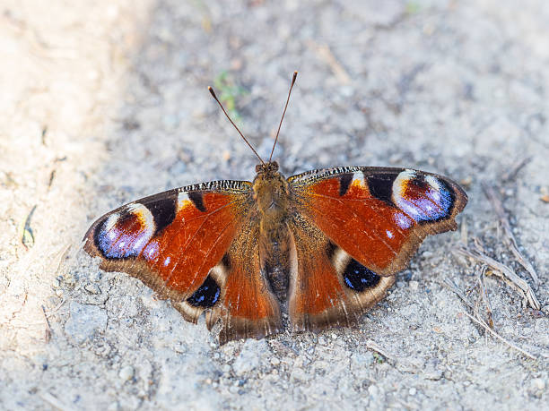 istock Peacock butterfly on the ground among the grass 2217230489