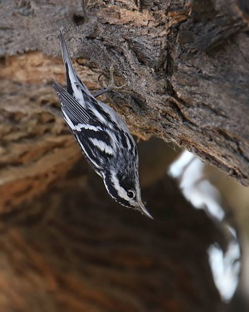 istock Black and White Warbler (mniotilta) literally hanging upside down from a big tree branch 2217230496