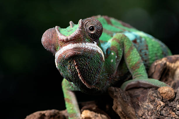 istock Close up of a female panther chameleon 2217233676