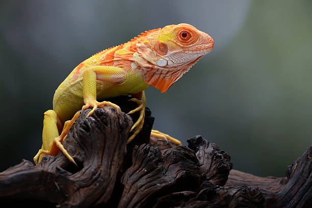 Chameleon
