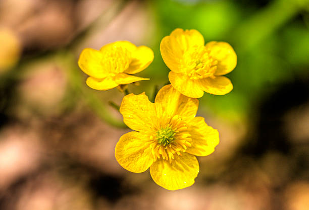 Beautiful fresh spring flowers on green meadow close up view