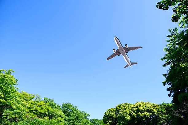 Looking up flying airplane over the natural frame of treetops against blue sky.