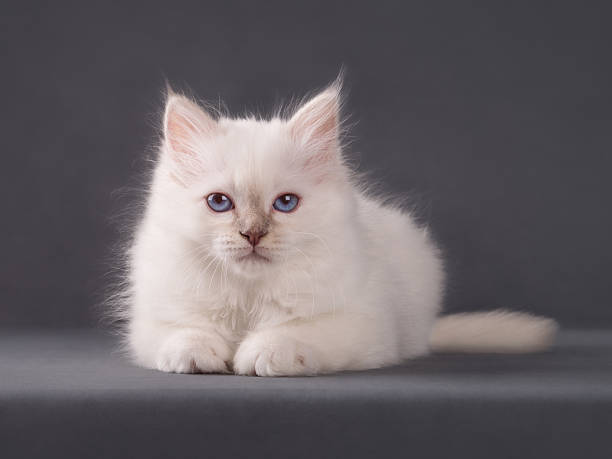 istock Cute adorable sacred birman kitten on isolated background 2217236237