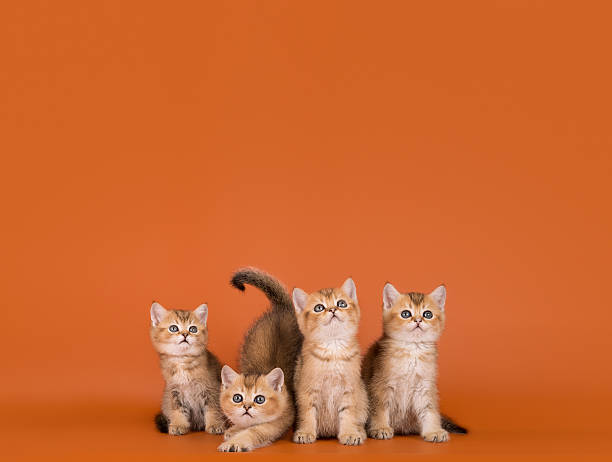 istock Four cute scottish kittens on isolated orange background 2217236499