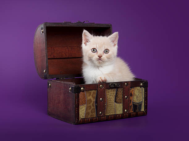 istock Funny cute kitten in a chest on isolated purple background 2217236500
