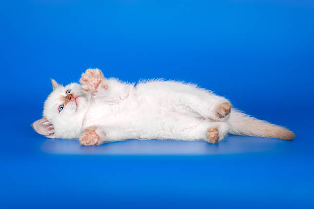 istock Funny kitten showing cute paws on blue isolated background 2217236523