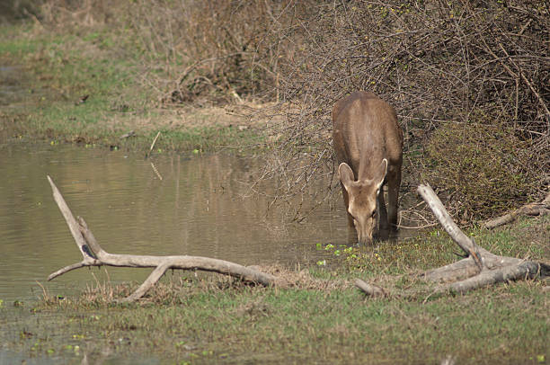 istock Sambar hind feeding in a lagoon. 2217236628