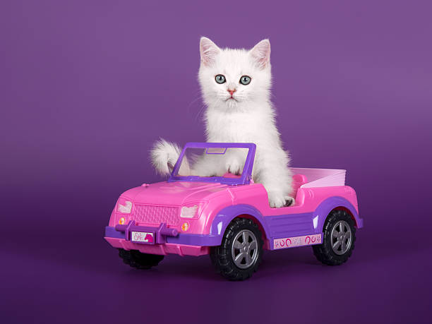 istock Cute kitten driving small toy car looking straight 2217237107