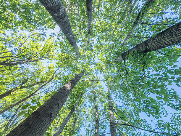 This image offers a captivating perspective from beneath the forest canopy, looking upwards towards the sky. The viewer's gaze is drawn along the sturdy trunks of the trees, which are clothed in a vibrant array of green leaves. The leaves form a natural mosaic against the backdrop of the clear blue sky, hinting at the complexity and beauty of the forest ecosystem. The sunlight filters through the foliage, casting dappled patterns of light and shadow on the ground below. This scene encapsulates the tranquility and majesty of a woodland, inviting contemplation of nature's grandeur and the interconnectedness of life within it.