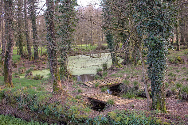 green lake in the middle of a forest in Galicia, Spain
