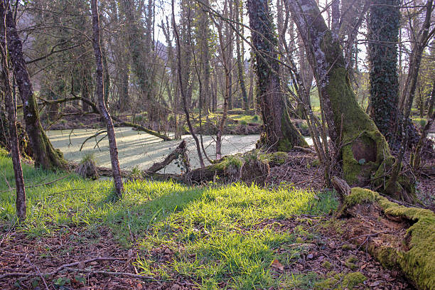 istock sunset in a green lake in a forest 2217240656