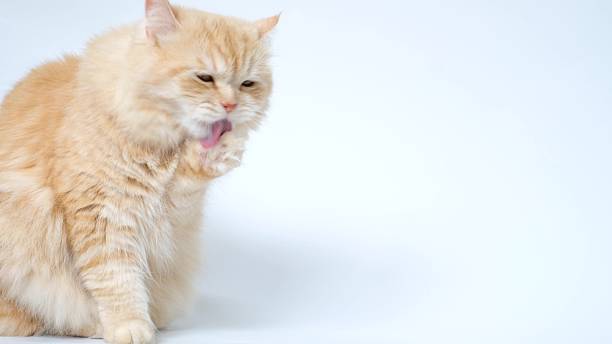 istock Ginger cat washes and licks its paw on white background. 2217241468