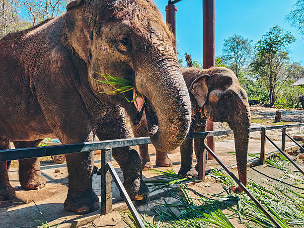 Elephant interacts with visitors during feeding time. Elephant eating grass.