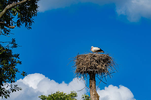istock Stork resting on a nest under a bright blue sky 2217241939