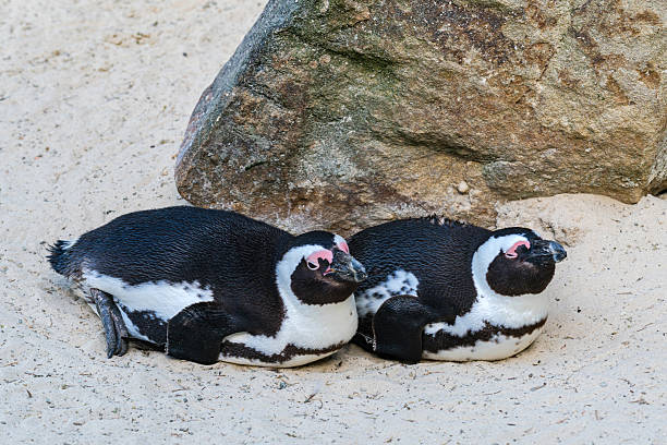 istock Two African penguins resting near a rock on sandy ground 2217242188