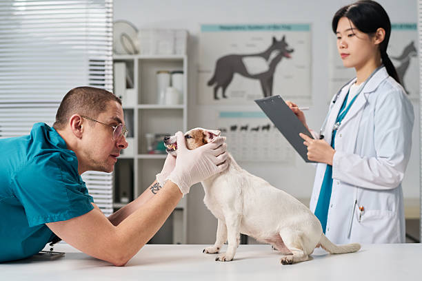 istock Vet Examining Dogs Teeth During Appointment 2217246014