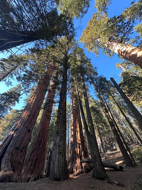 istock Late afternoon in the Giant Forest 2217246187