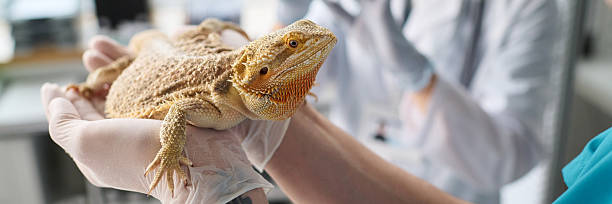 istock Male Doctor Holding Lizard in Hands for Vaccination Header 2217246203