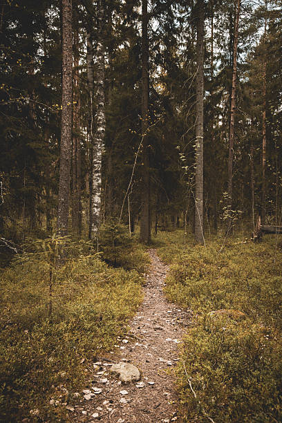 istock A Quiet Forest Path Through the Woodland Wilderness 2217246667