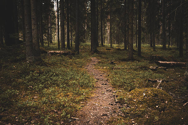 Forest Path Through the Woodland Wilderness