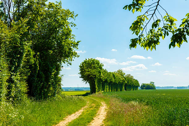 Agriculture in the fertile region of Northern France