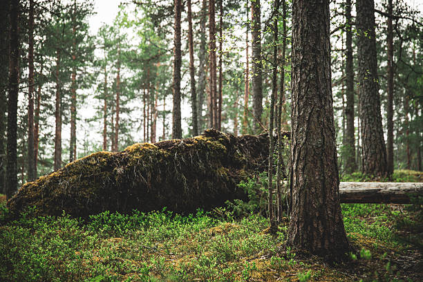 Exploring the Lush Greenery of a Temperate Forest