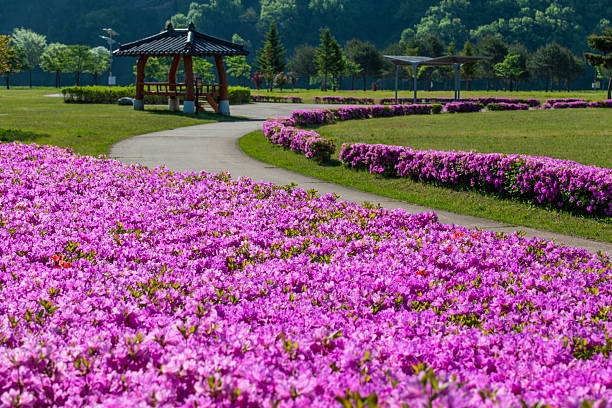 istock pink azalea flowers in the park 2217248258
