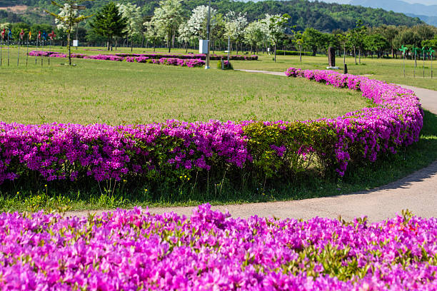 azalea