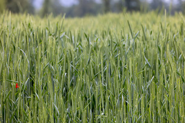 Lush green wheat plants growing densely in a field, showcasing vibrant young stalks swaying gently in the breeze, symbolizing growth, agriculture, and the beauty of rural landscapes