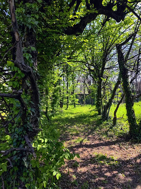 istock Trail through tall trees in a lush forest 2217249941