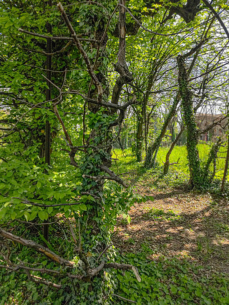 istock Trail through tall trees in a lush forest 2217249945