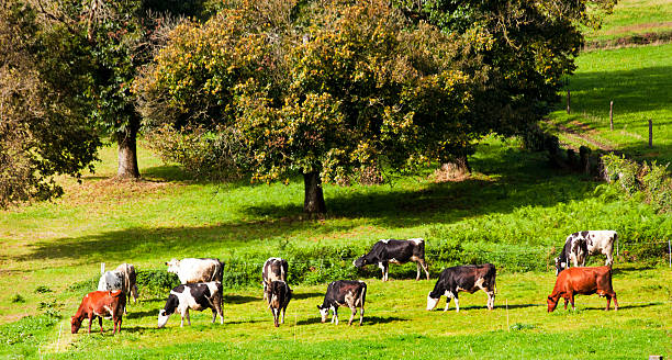 Beautiful Holstein cows on green meadow, high angle view of herd grazing , oak trees in the background, Lugo province, Galicia, Spain.
