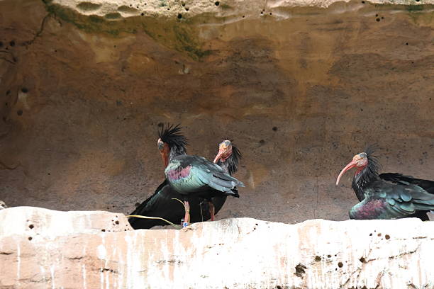 istock Northern bald ibis on rock 2217250329