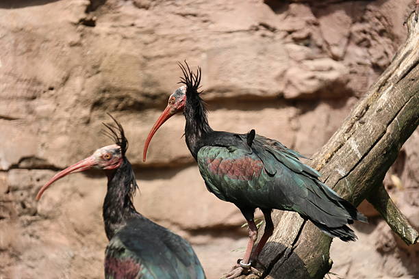 istock Northern bald ibis on rock 2217250480