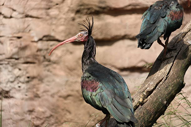 istock Northern bald ibis on rock 2217250531