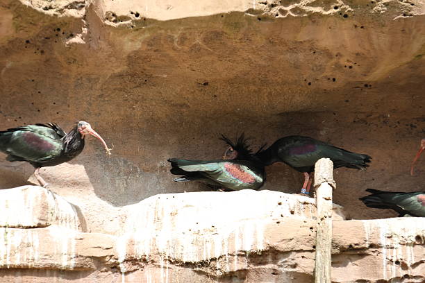 istock Northern bald ibis on rock 2217250707