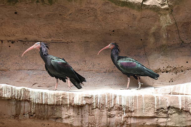 istock Northern bald ibis on rock 2217251090