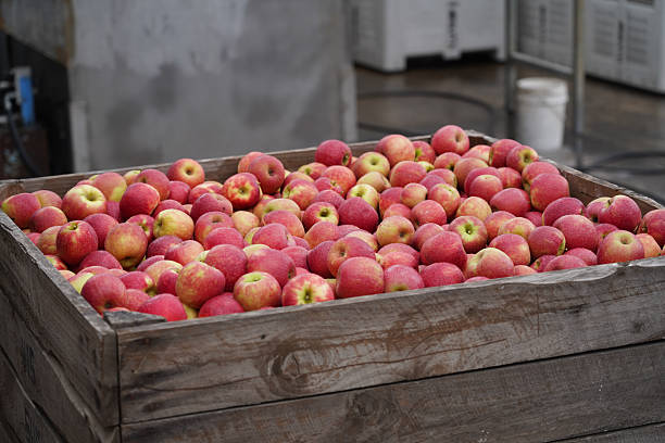 Red apples ready for sale